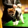 Photos: Dogs Gets Dolled Up For Fashion Week